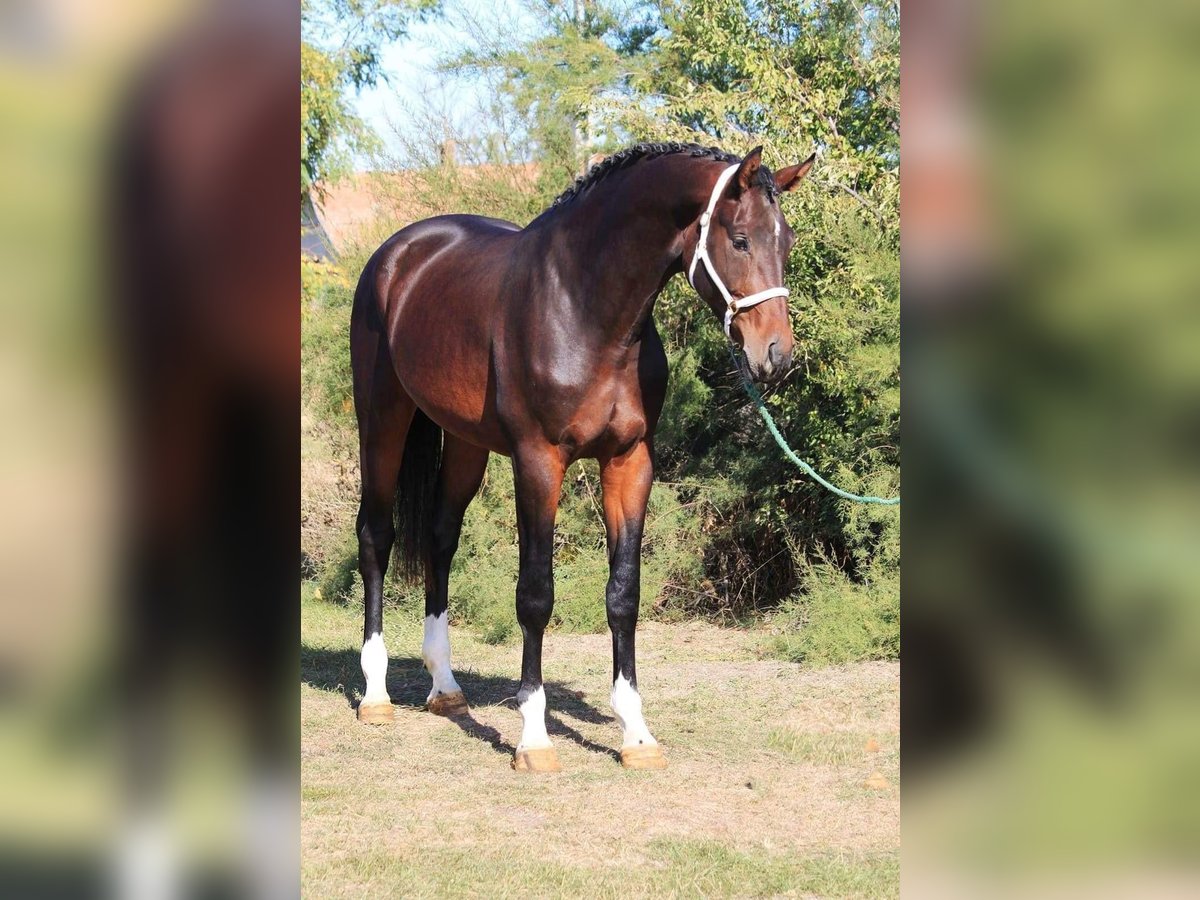 Belgian Warmblood Stallion 3 years 16,3 hh Bay-Dark in HEUVELLAND