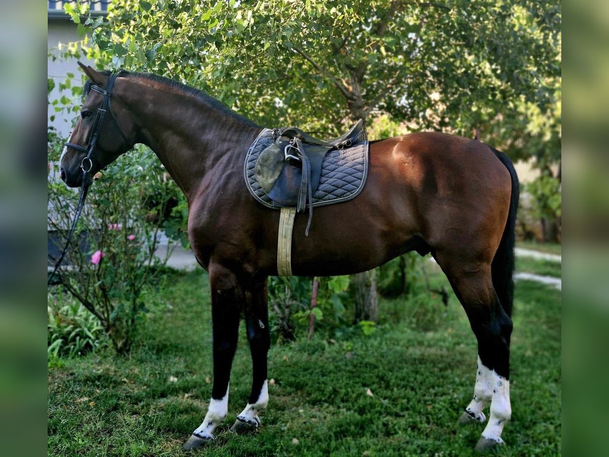 Belgian Warmblood Stallion 3 years 16,3 hh Bay in Budapest