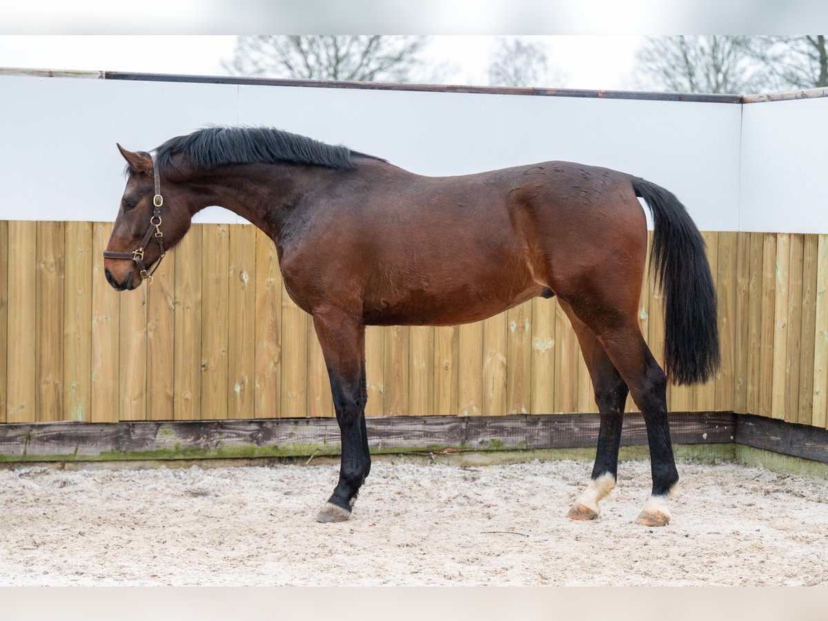 Belgian Warmblood Stallion 3 years 16,3 hh Brown in Bocholt