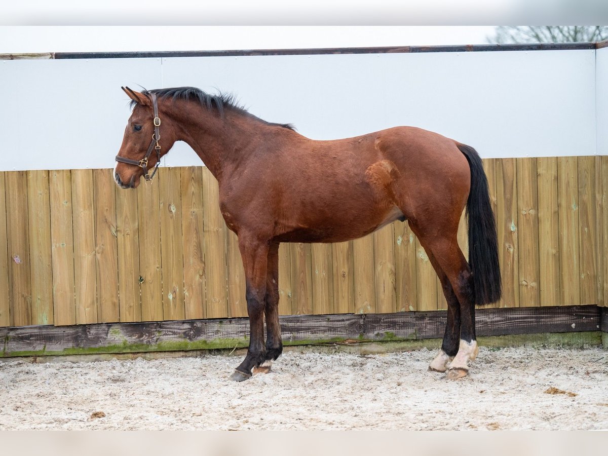 Belgian Warmblood Stallion 3 years 16 hh Brown in Bocholt