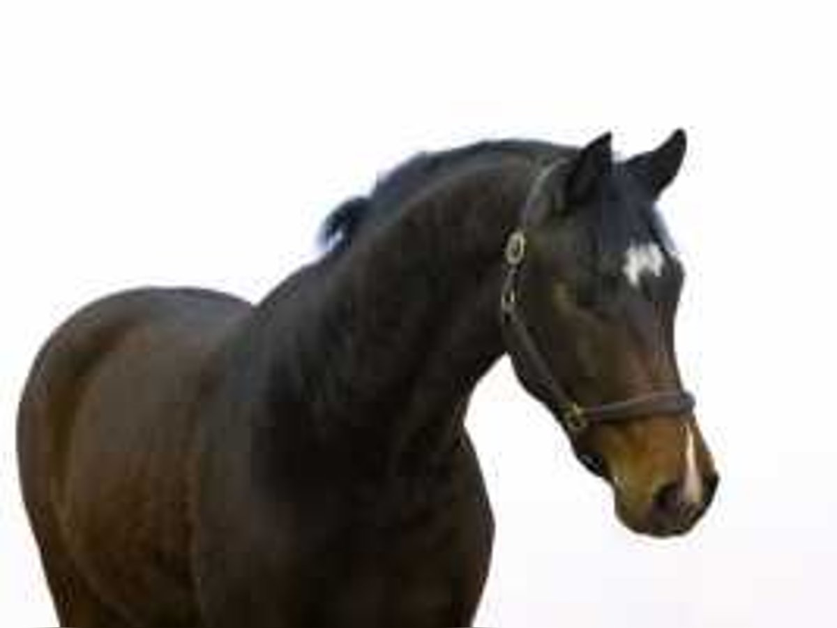 Belgian Warmblood Stallion 3 years 16 hh Brown in Waddinxveen