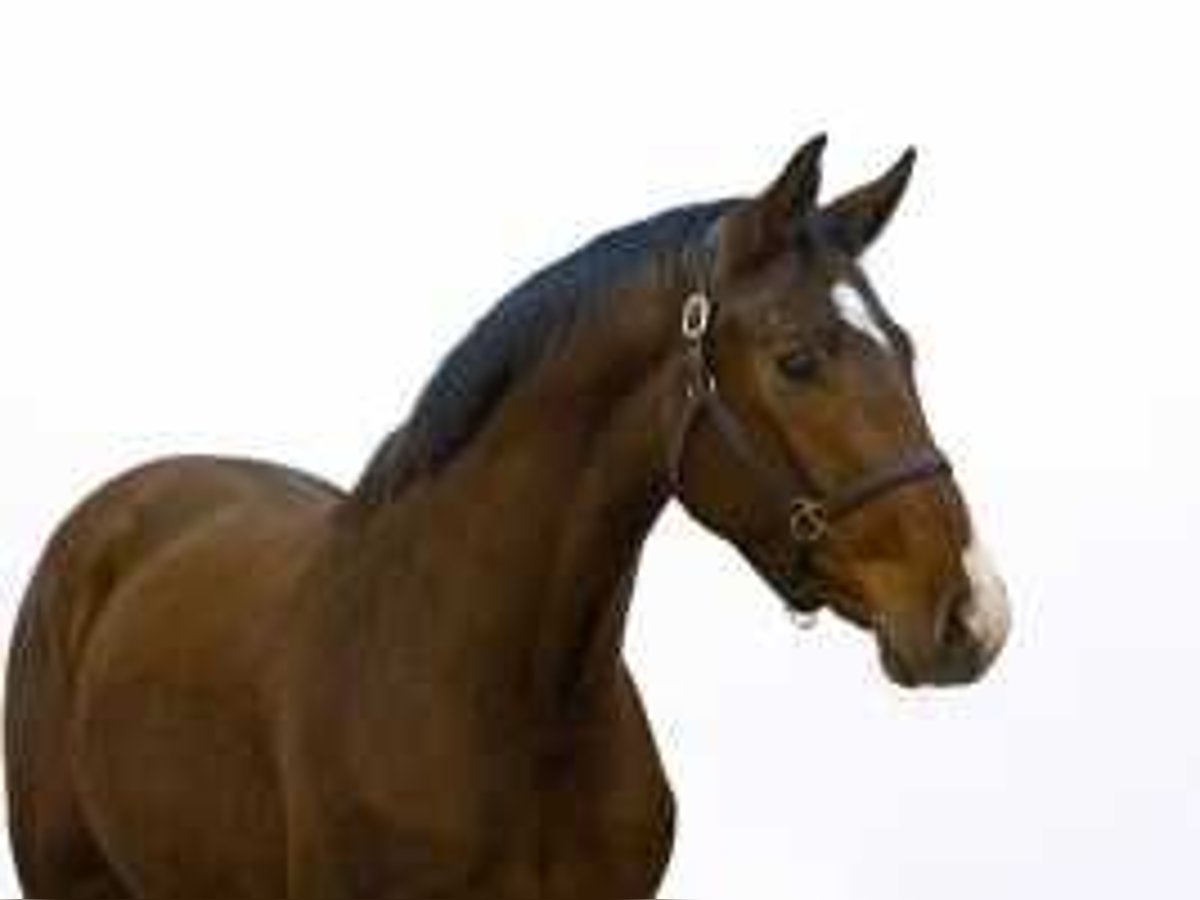 Belgian Warmblood Stallion 3 years 16 hh Brown in Waddinxveen