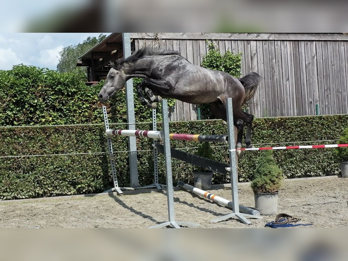 Belgian Warmblood Stallion 3 years 16 hh Grey in Oosterzele