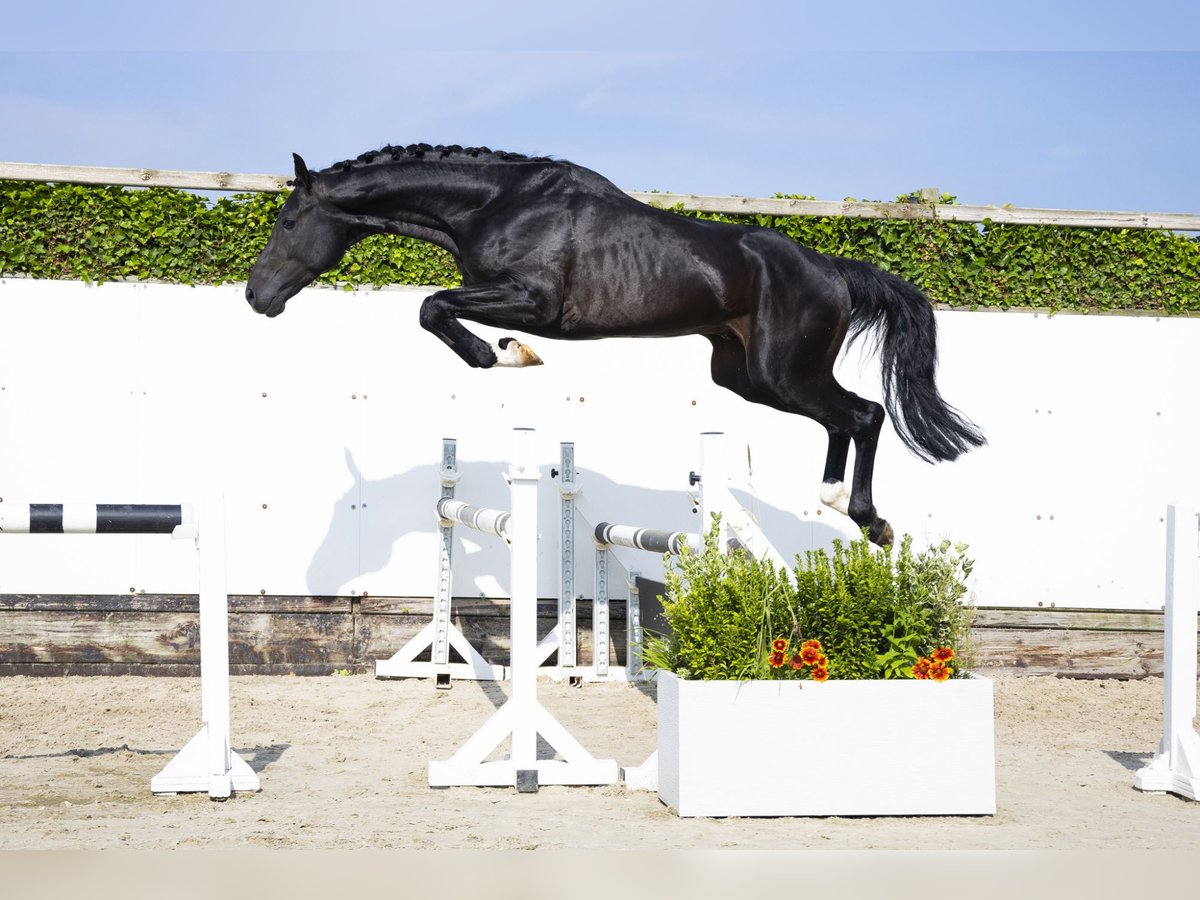 Belgian Warmblood Stallion 3 years 16,1 hh Bay-Dark in Waddinxveen