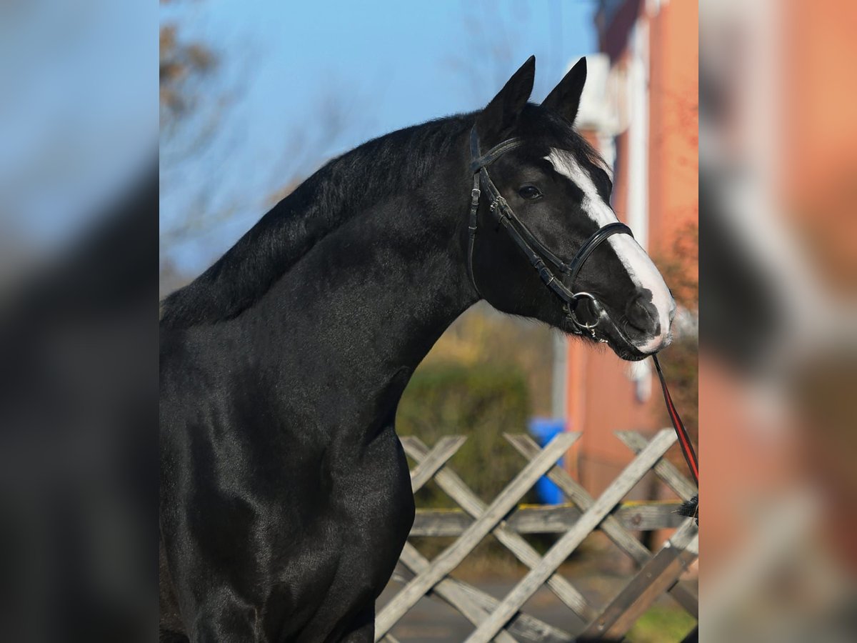 Belgian Warmblood Stallion 3 years 16,2 hh Black in Gyula