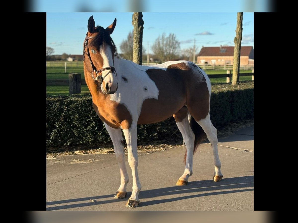 Belgian Warmblood Stallion 4 years 14 hh Pinto in Bladel