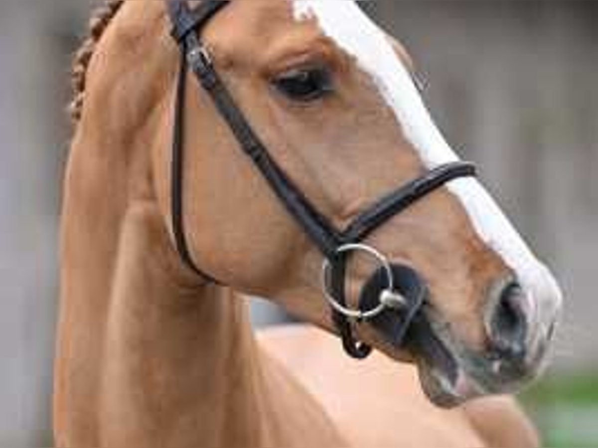 Belgian Warmblood Stallion 4 years 16,1 hh Chestnut in Sint-Niklaas