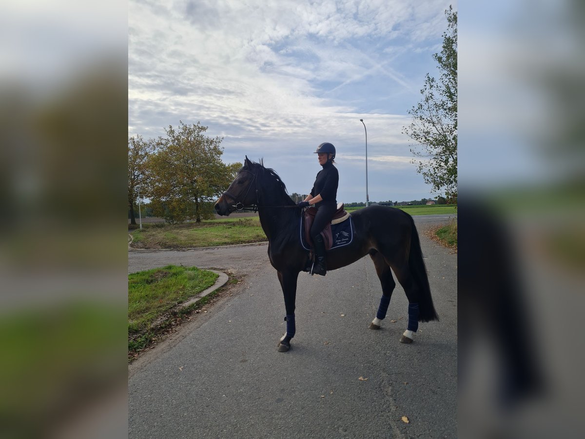 Belgian Warmblood Stallion 4 years 16 hh Bay-Dark in Hoeilaart Belgian Warmblood Stallion 4 years 16 hh Bay-Dark in Hoeilaart