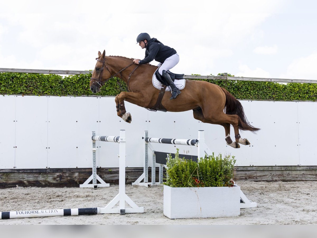 Belgian Warmblood Stallion 4 years 17,1 hh Chestnut-Red in Waddinxveen