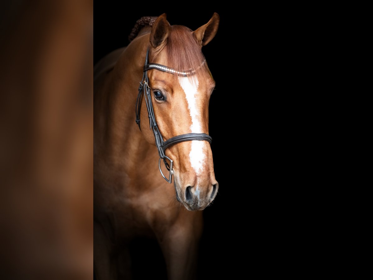 Belgian Warmblood Stallion 6 years 16 hh Chestnut-Red in Holdorf