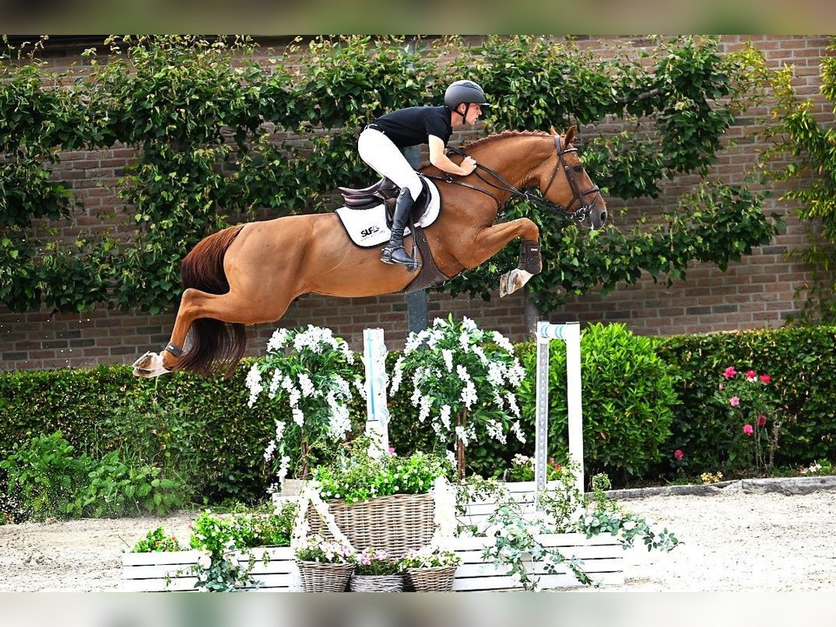 Belgian Warmblood Stallion 8 years 16,2 hh Chestnut-Red in Bladel
