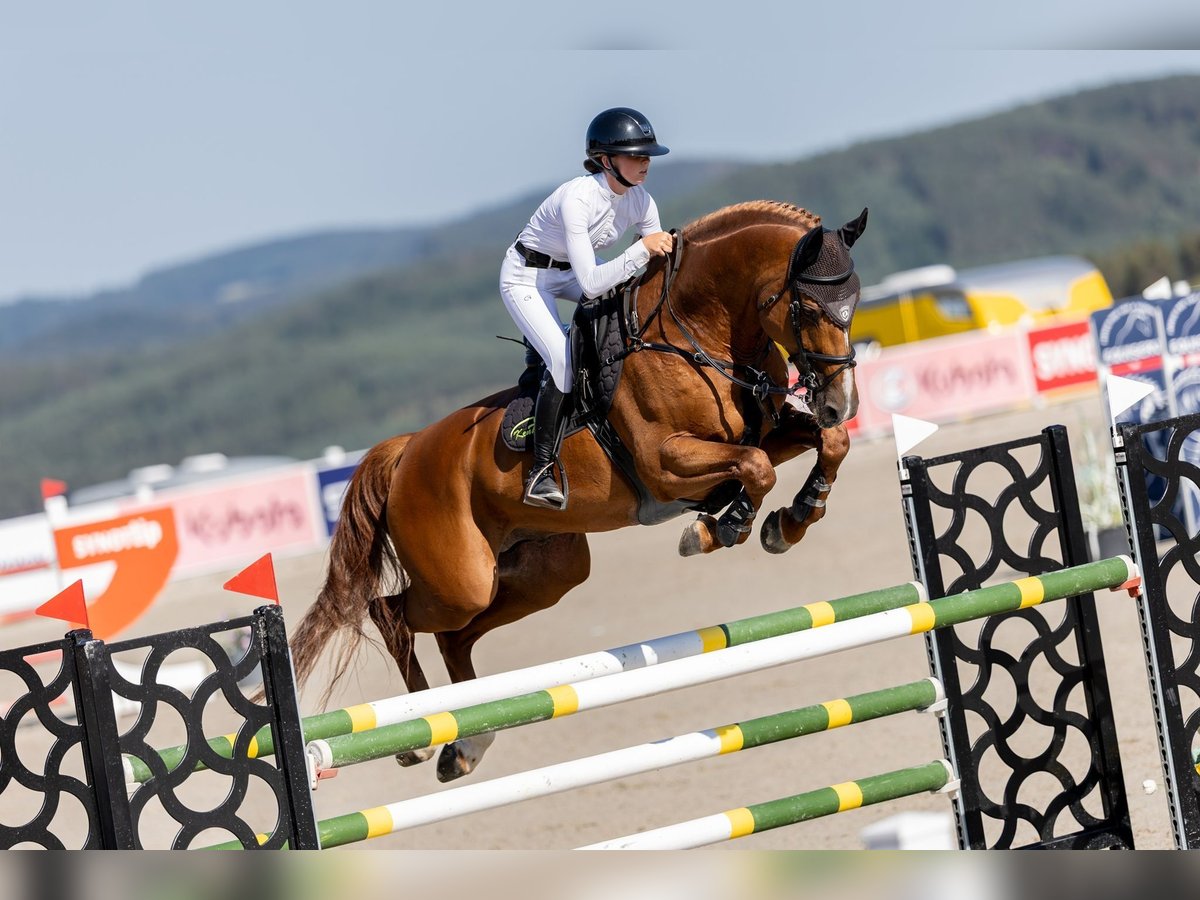 Belgian Warmblood Stallion 9 years 16,2 hh Chestnut in Prague