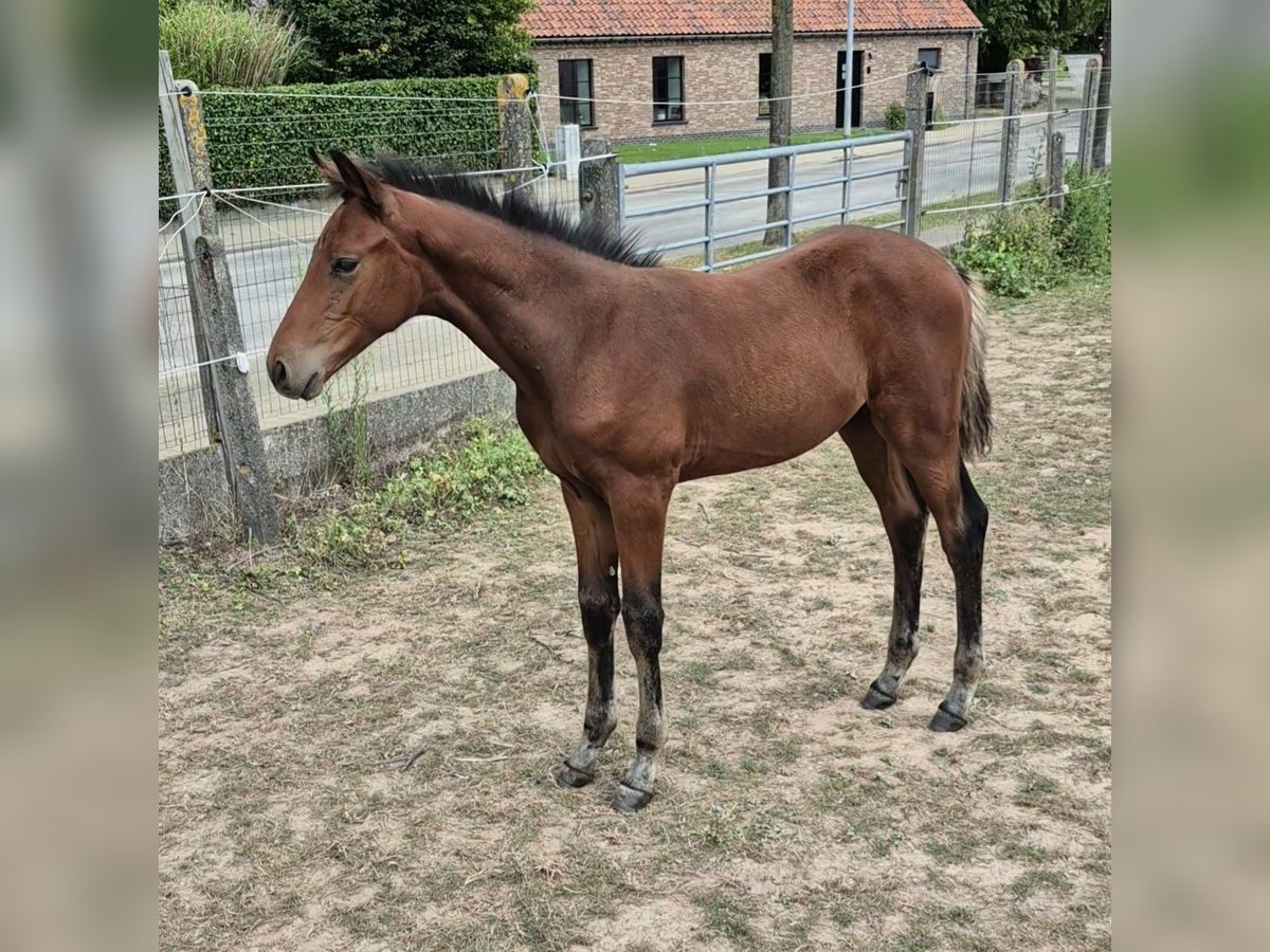 Belgian Warmblood Stallion Foal (05/2025) 16,1 hh Brown in Meldert