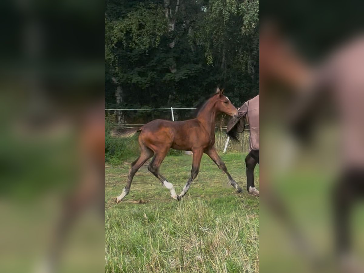 Belgian Warmblood Stallion Foal (05/2025) 17 hh Brown in Sint-pauwels