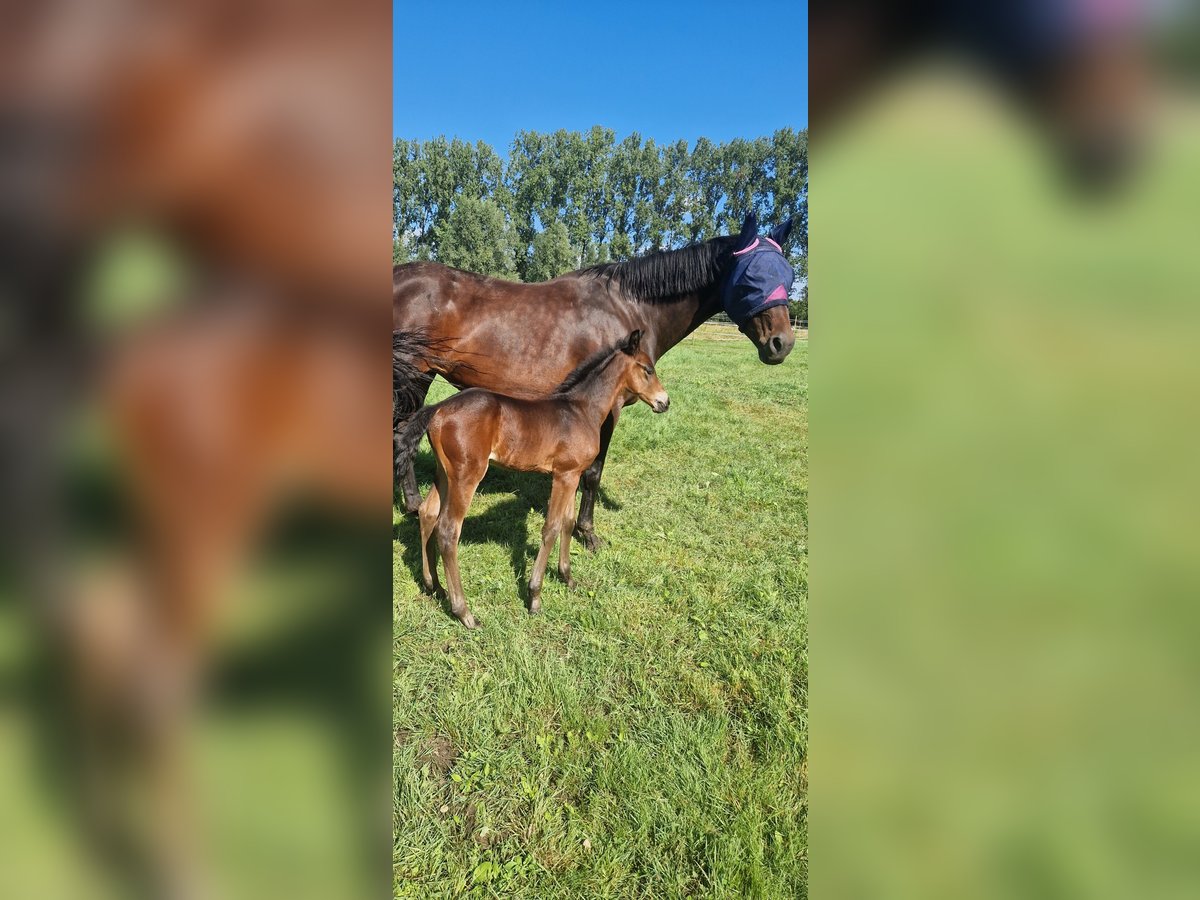 Belgian Warmblood Stallion Foal (07/2024) Bay-Dark in Puurs