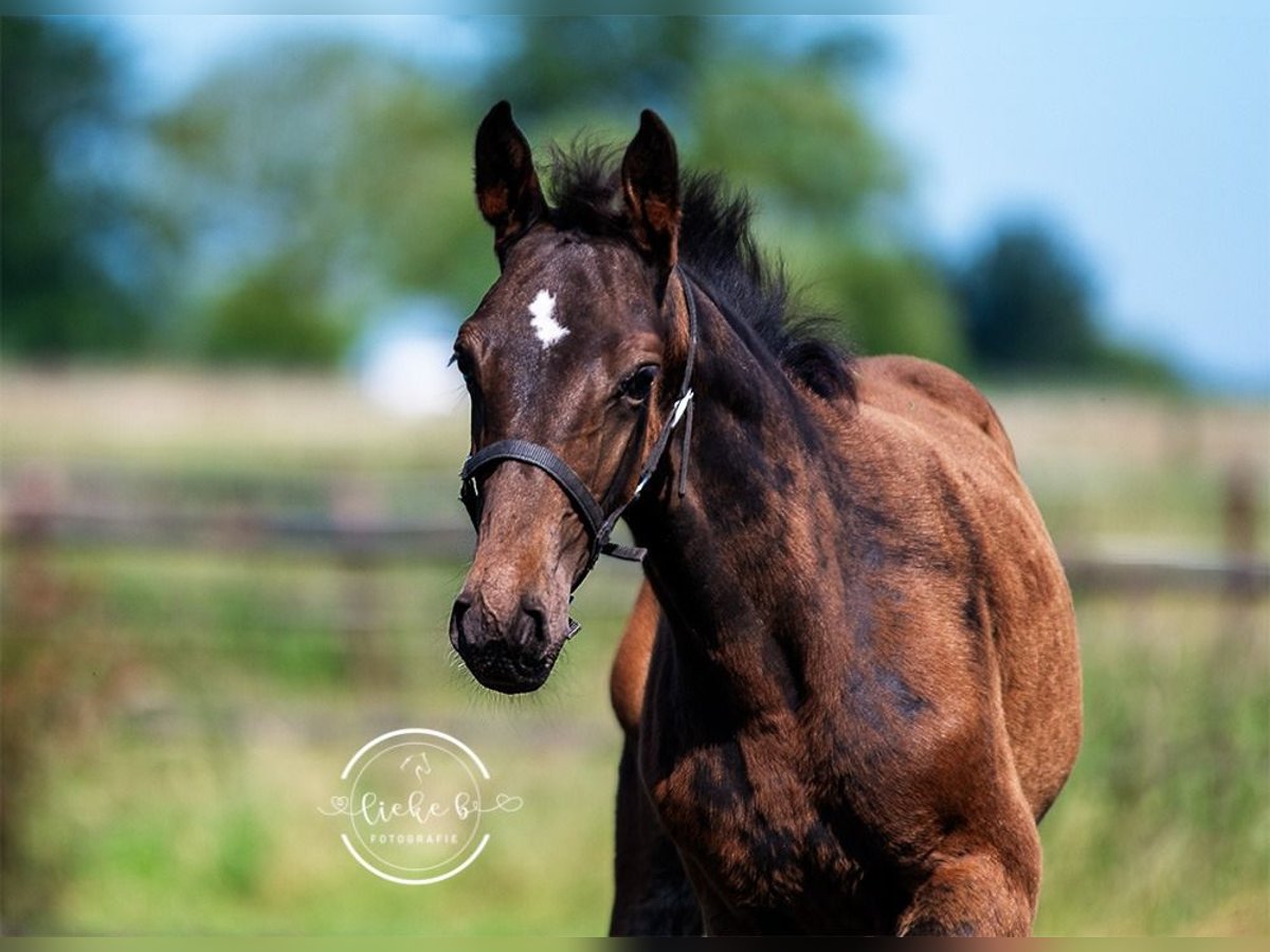 Belgian Warmblood Stallion Foal (04/2024) Bay-Dark in Herk-De-Stad