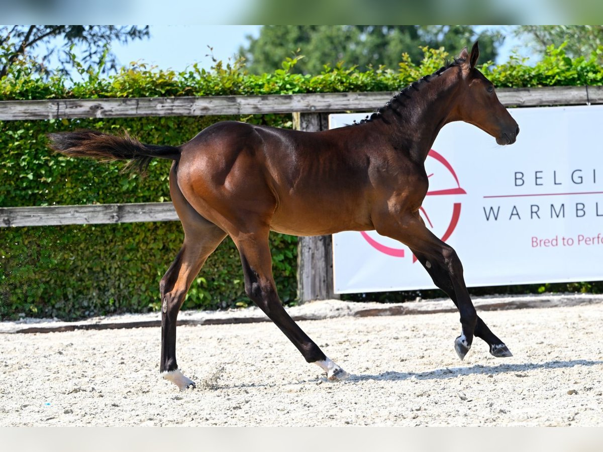 Belgian Warmblood Stallion Foal (04/2024) Bay-Dark in Oud-Heverlee