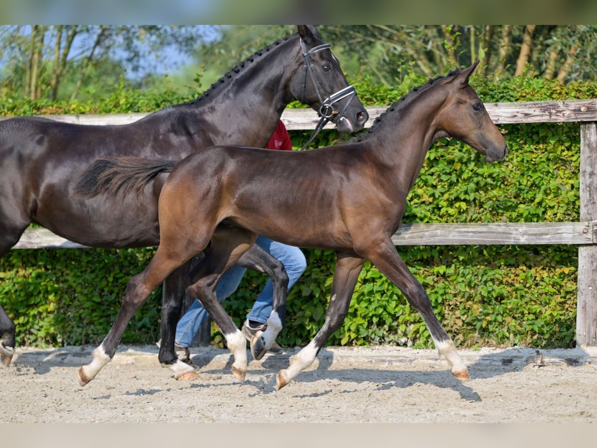 Belgian Warmblood Stallion Foal (04/2024) Bay in Oud-Heverlee