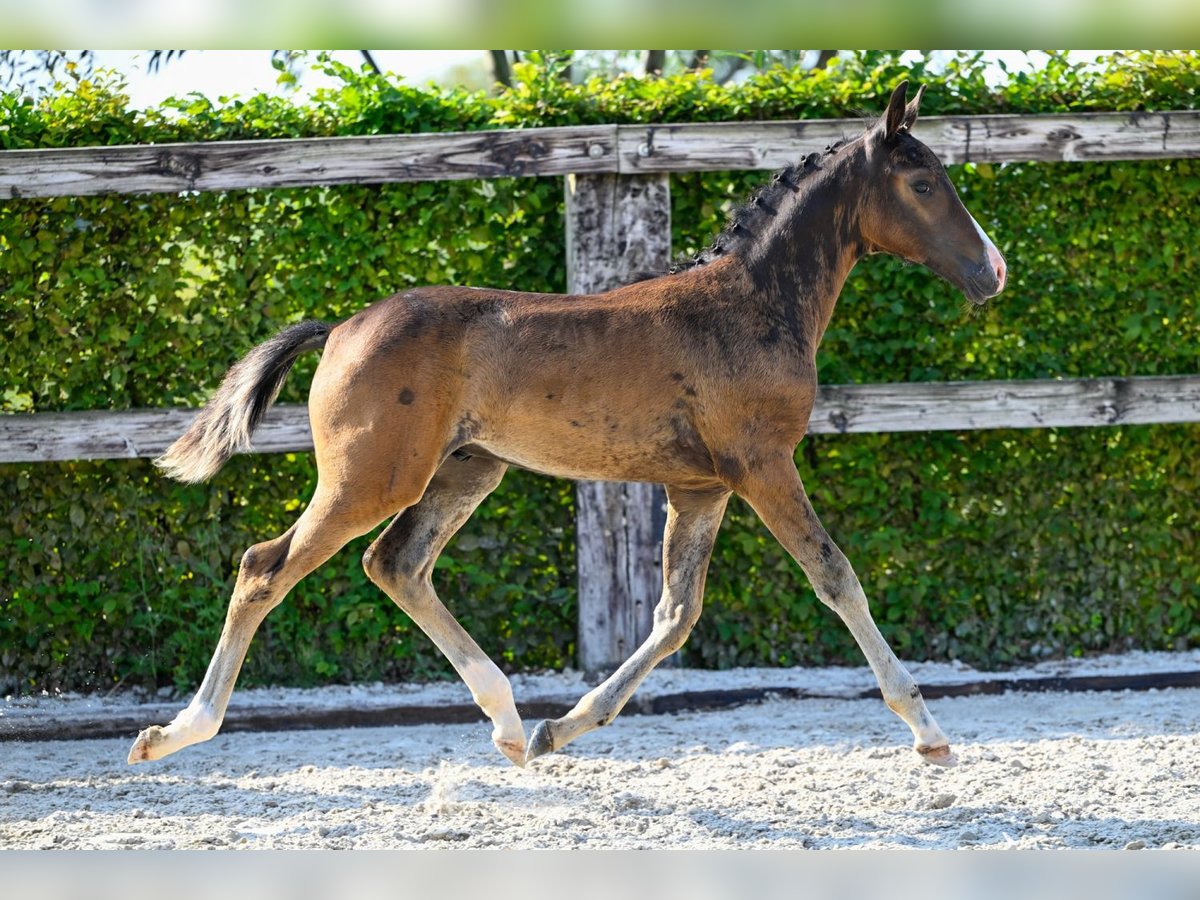 Belgian Warmblood Stallion Foal (06/2024) Bay in Oud-Heverlee