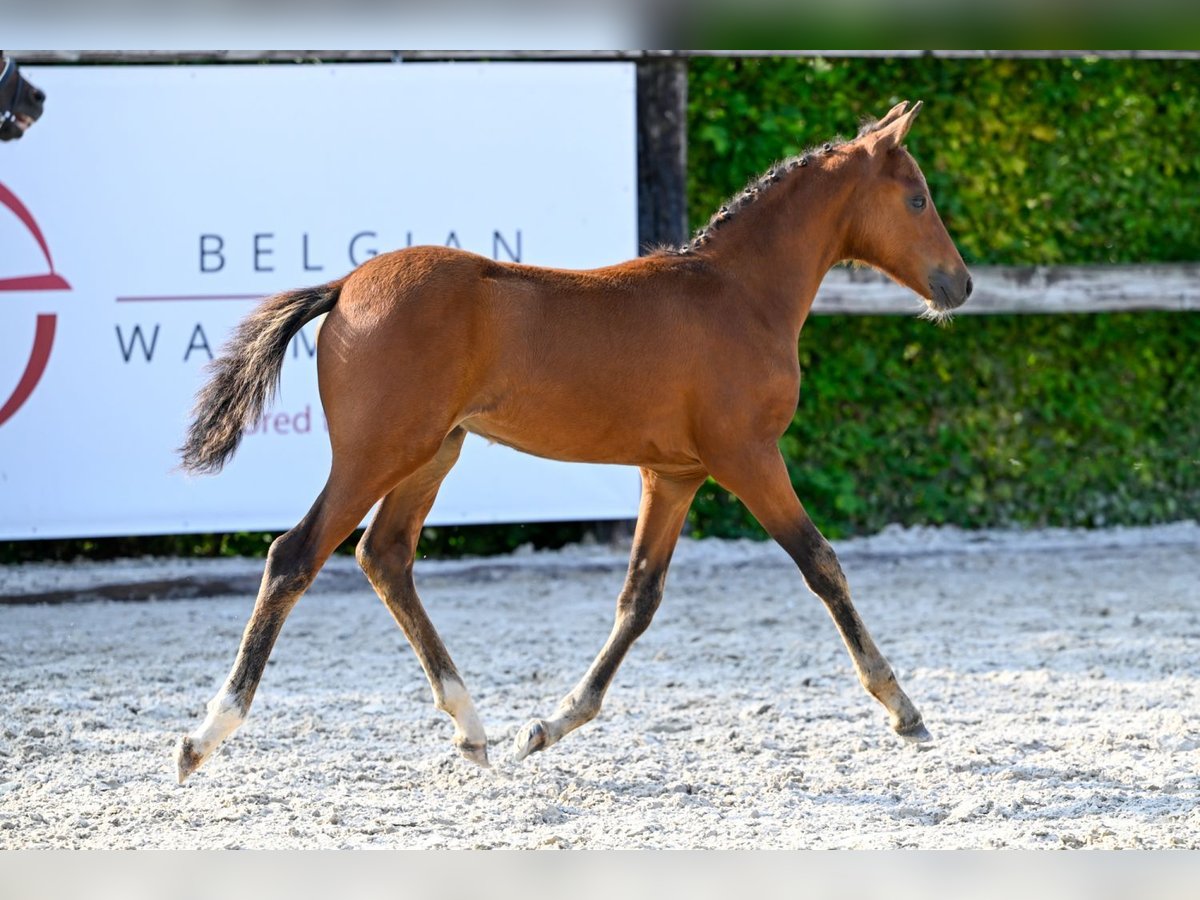 Belgian Warmblood Stallion Foal (05/2024) Bay in Oud-Heverlee