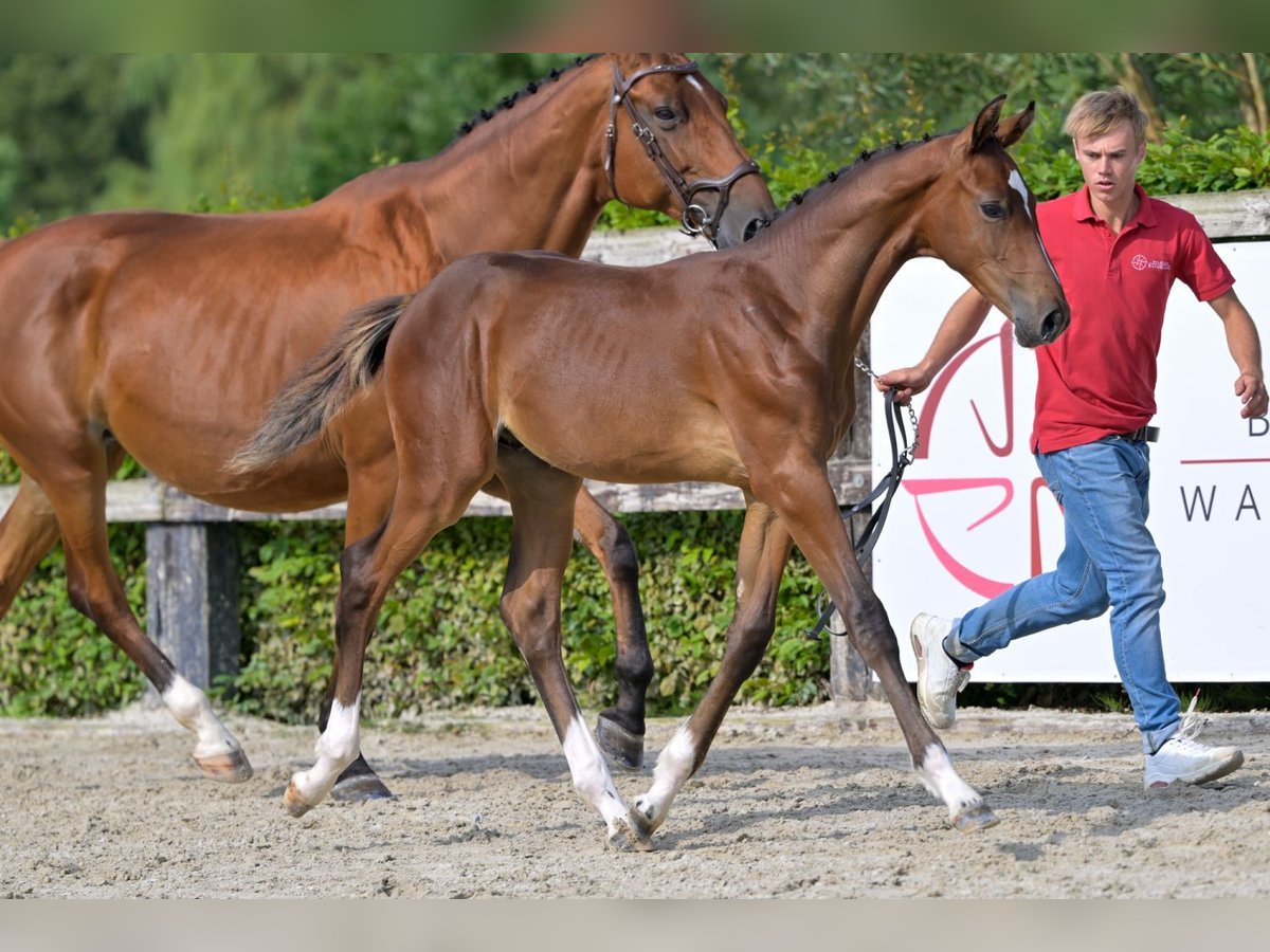 Belgian Warmblood Stallion Foal (05/2024) Bay in Oud-Heverlee