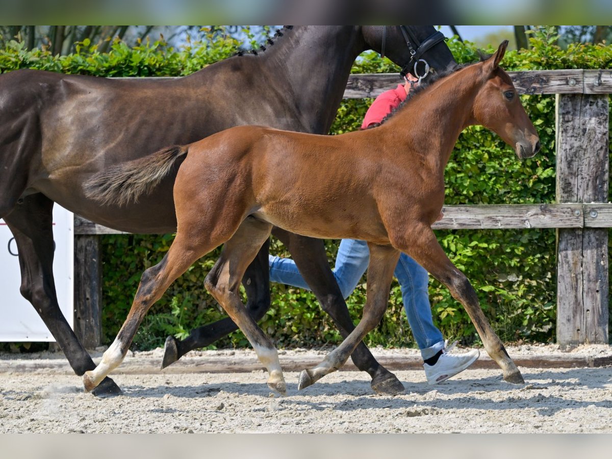 Belgian Warmblood Stallion Foal (06/2024) Bay in Oud-Heverlee