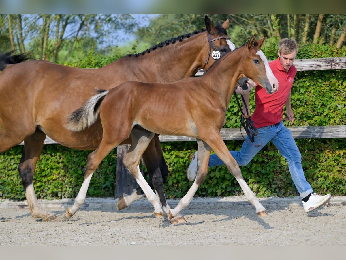 Belgian Warmblood Stallion Foal (05/2024) Bay in Oud-Heverlee