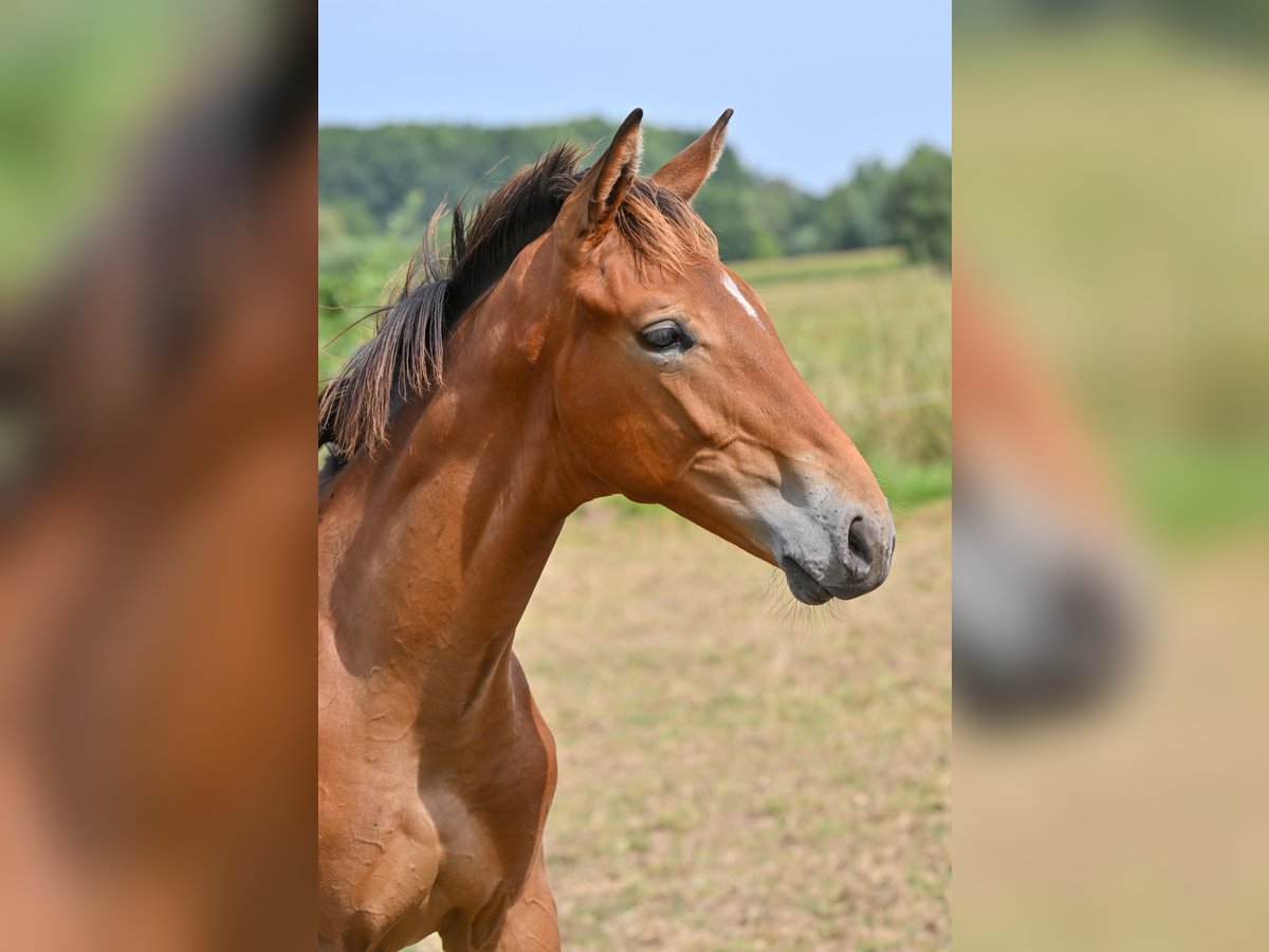 Belgian Warmblood Stallion Foal (04/2025) Brown in Sint-Katherina-Lombeek