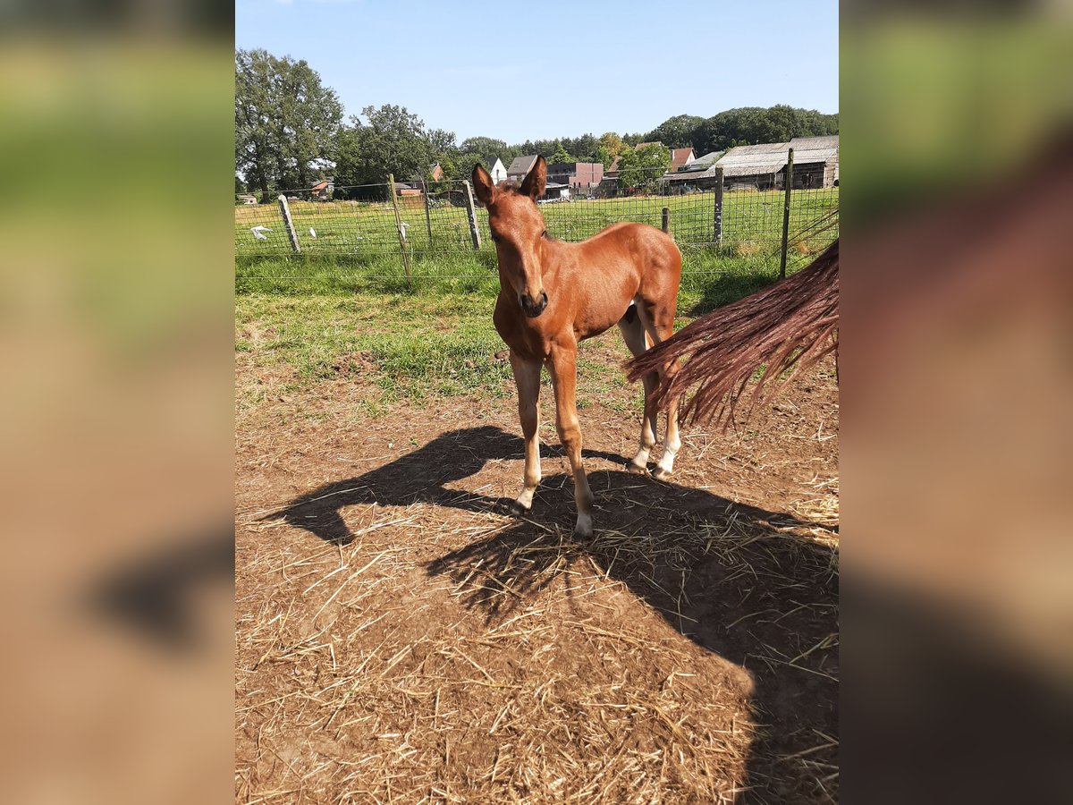 Belgian Warmblood Stallion Foal (07/2024) Brown-Light in Deurne