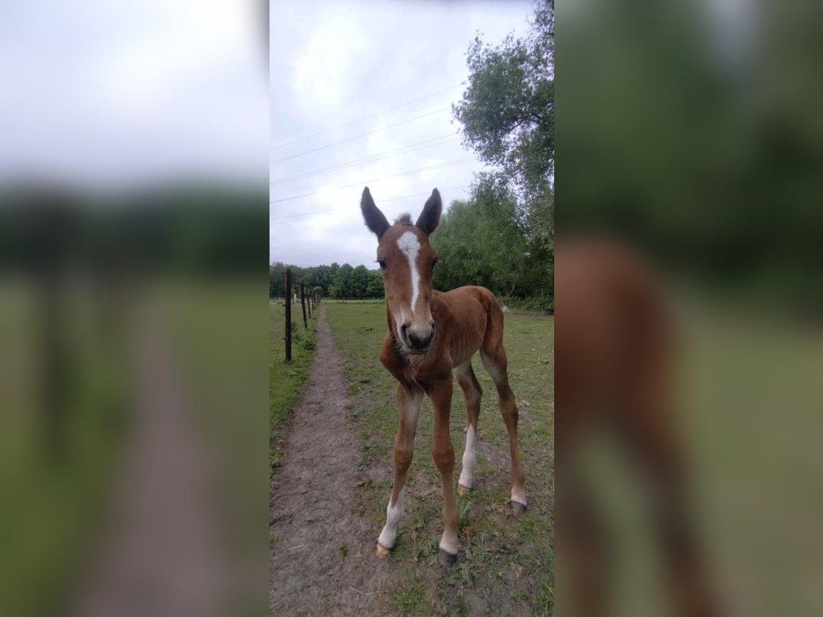 Belgian Warmblood Stallion Foal (05/2025) Brown in Beerzel