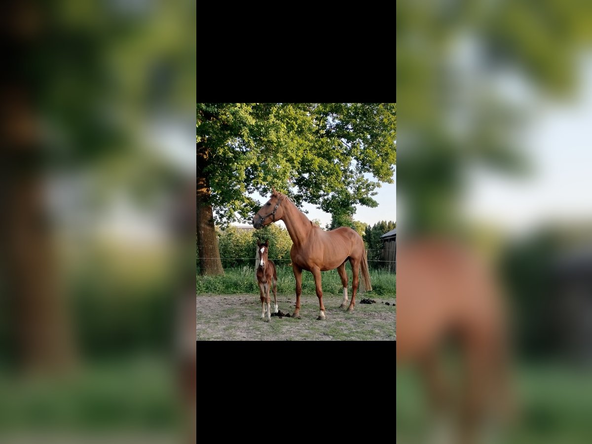 Belgian Warmblood Stallion Foal (05/2025) Brown in Herk-De-Stad