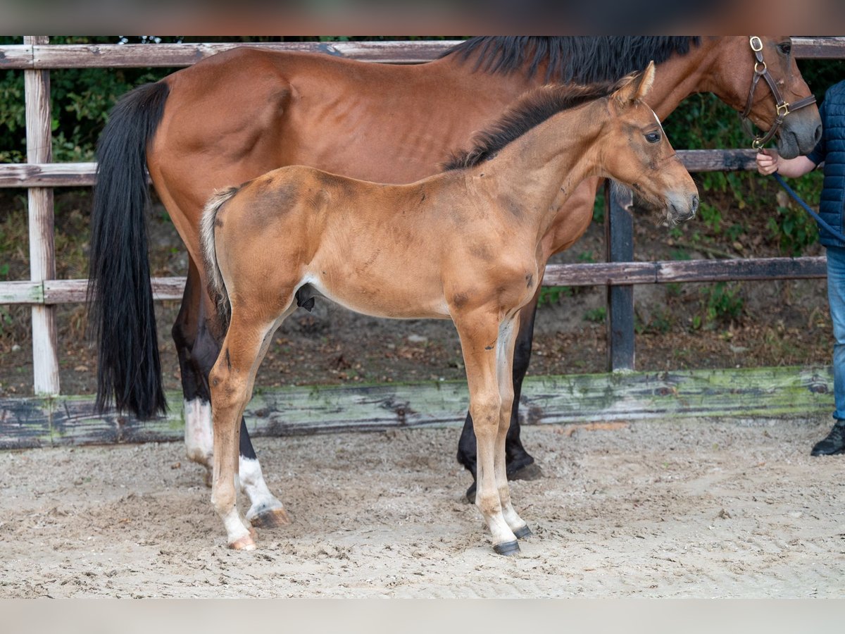 Belgian Warmblood Stallion Foal (07/2024) Brown in GROTE-BROGEL