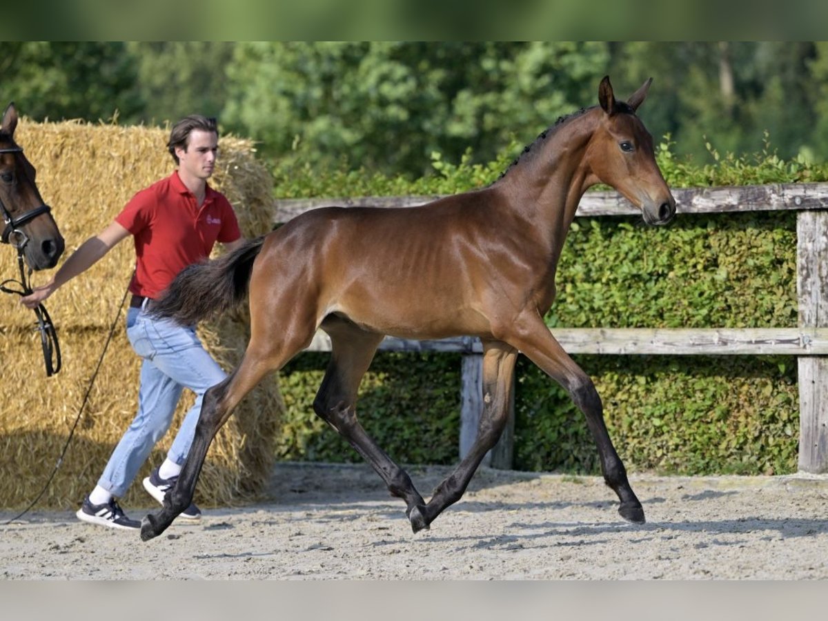 Belgian Warmblood Stallion Foal (04/2024) Brown in Vrasene