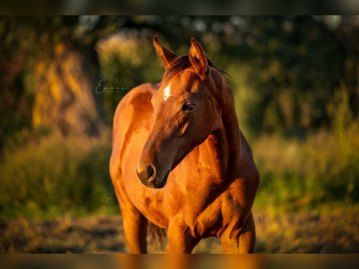 Belgian Warmblood Stallion Foal (04/2025) Brown in Zele