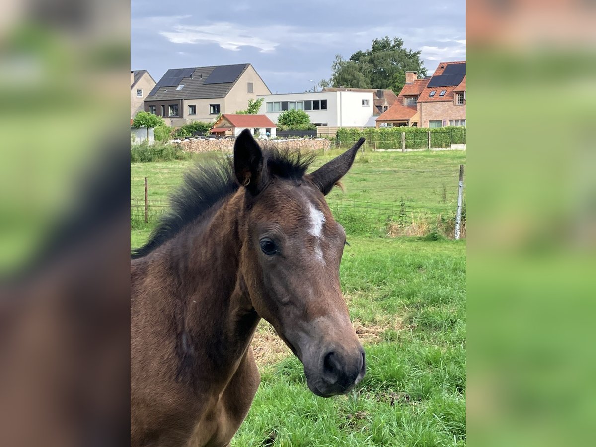 Belgian Warmblood Stallion Foal (04/2024) Can be white in Weerde