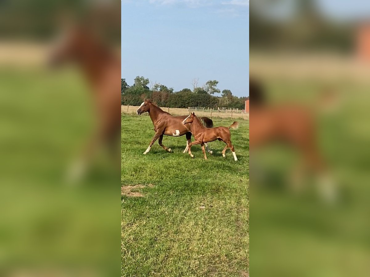 Belgian Warmblood Stallion Foal (05/2024) Chestnut-Red in Aalter