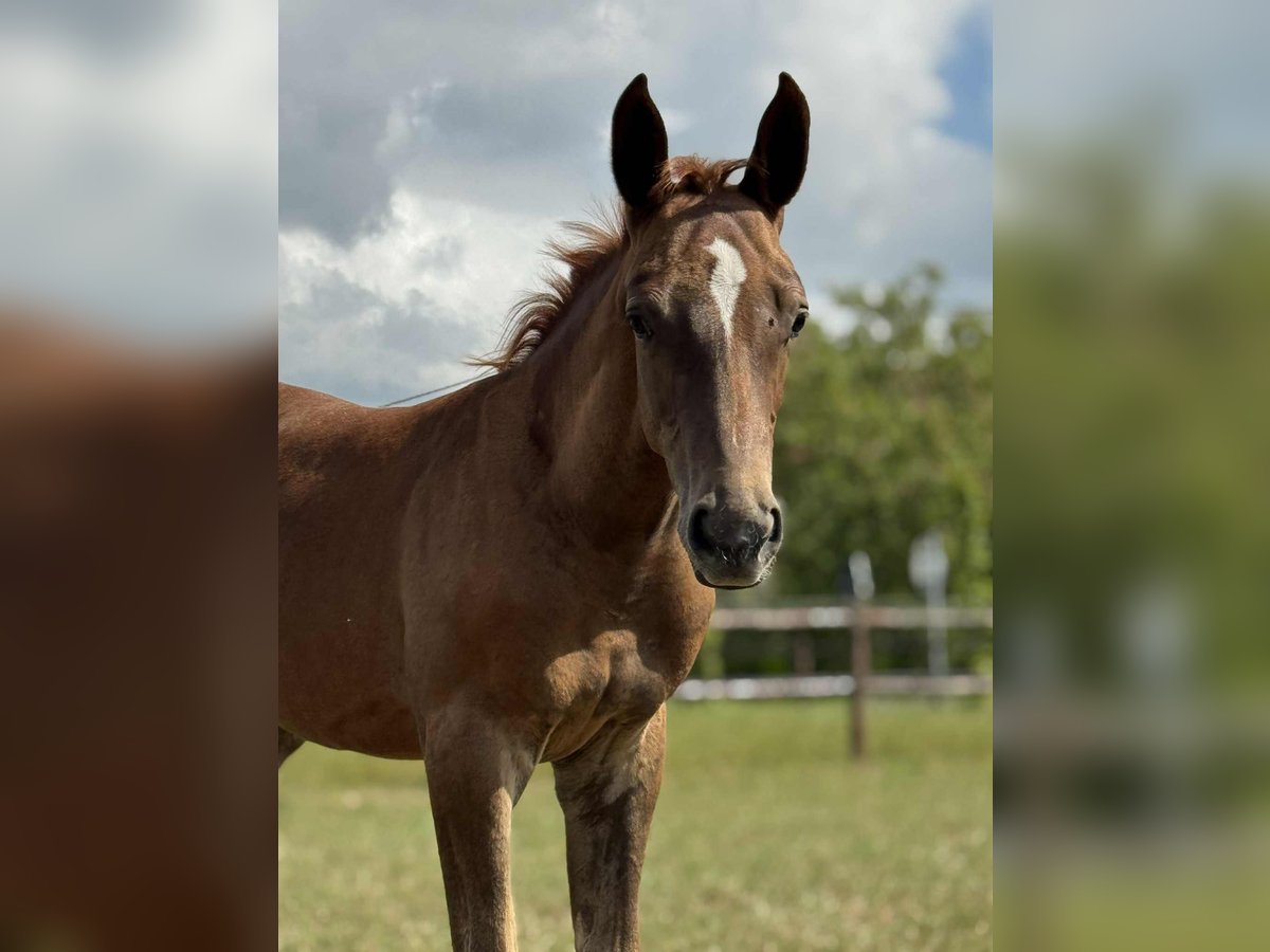 Belgian Warmblood Stallion Foal (05/2025) Chestnut-Red in Oosteeklo