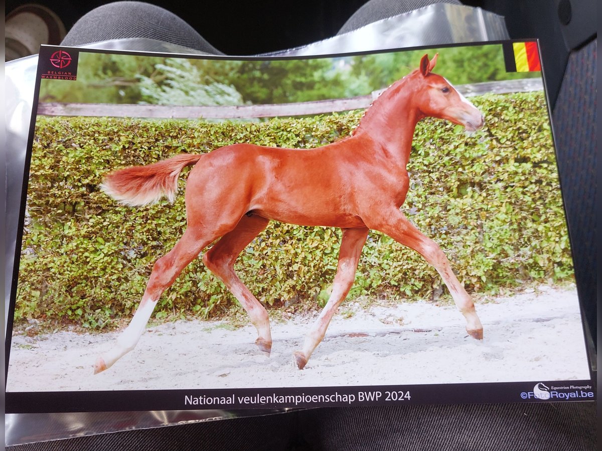 Belgian Warmblood Stallion Foal (05/2024) Chestnut-Red in Waasmunster