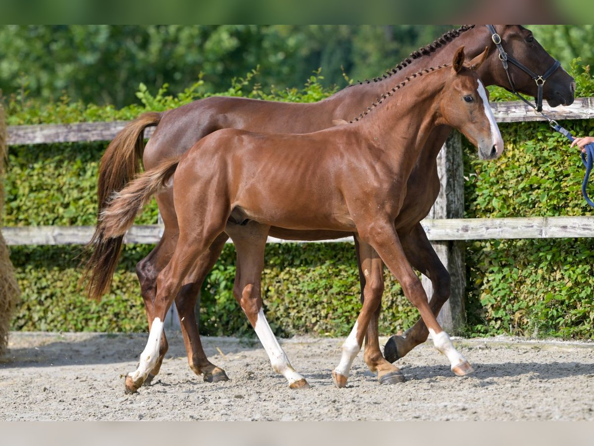 Belgian Warmblood Stallion Foal (04/2024) Chestnut in Oud-Heverlee