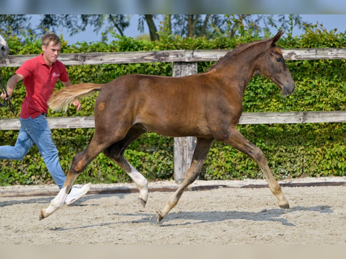 Belgian Warmblood Stallion Foal (05/2024) Chestnut in Oud-Heverlee