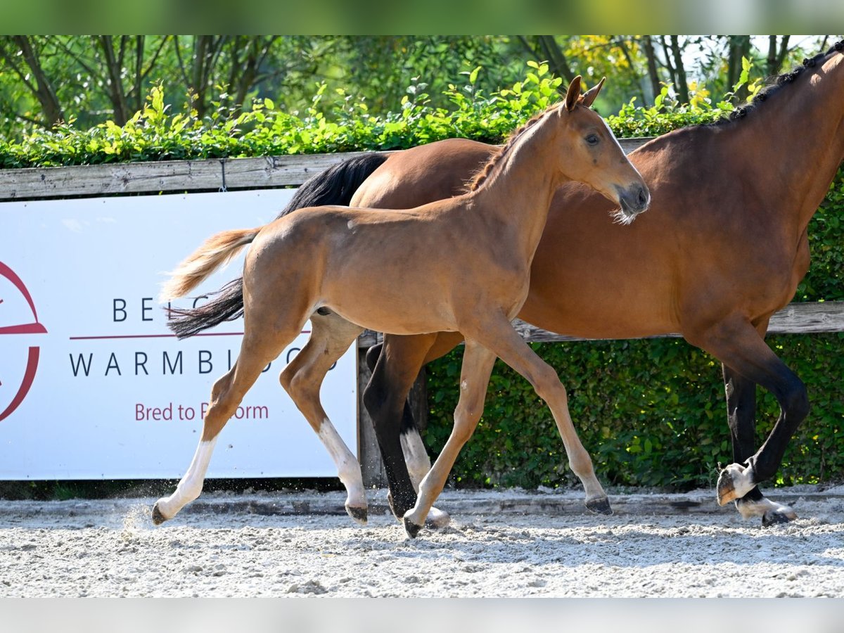 Belgian Warmblood Stallion Foal (05/2024) Chestnut in Oud-Heverlee