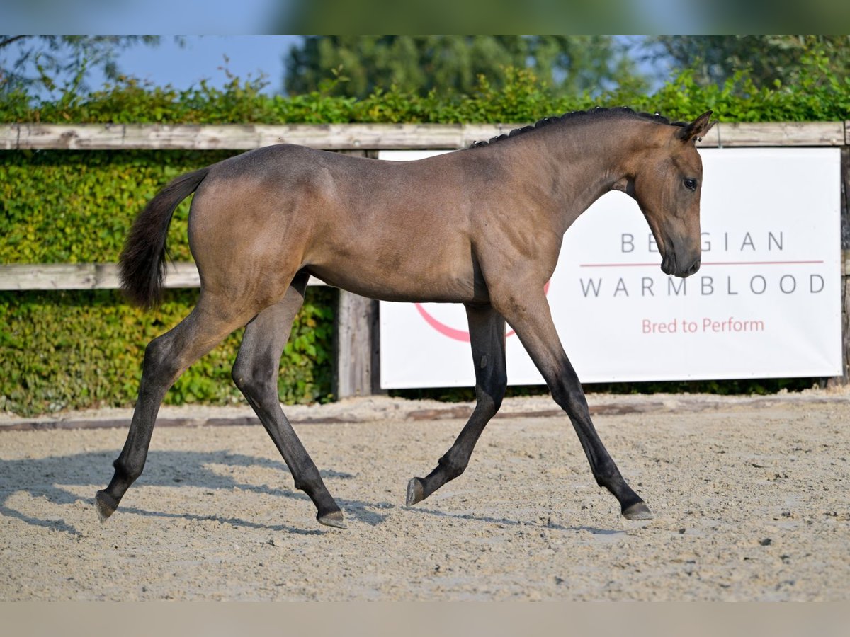 Belgian Warmblood Stallion Foal (04/2024) Gray in Oud-Heverlee