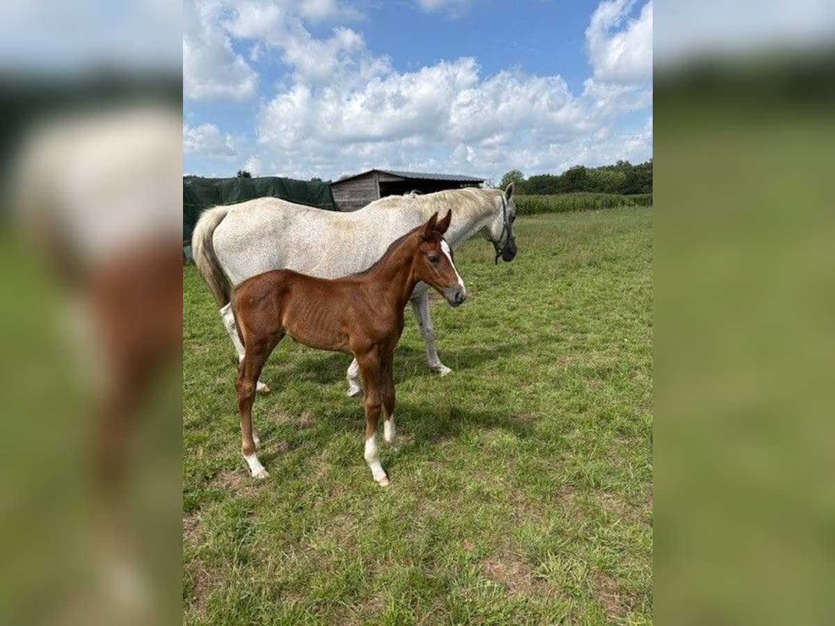 Belgian Warmblood Stallion Foal (07/2025) Grey in Ranst