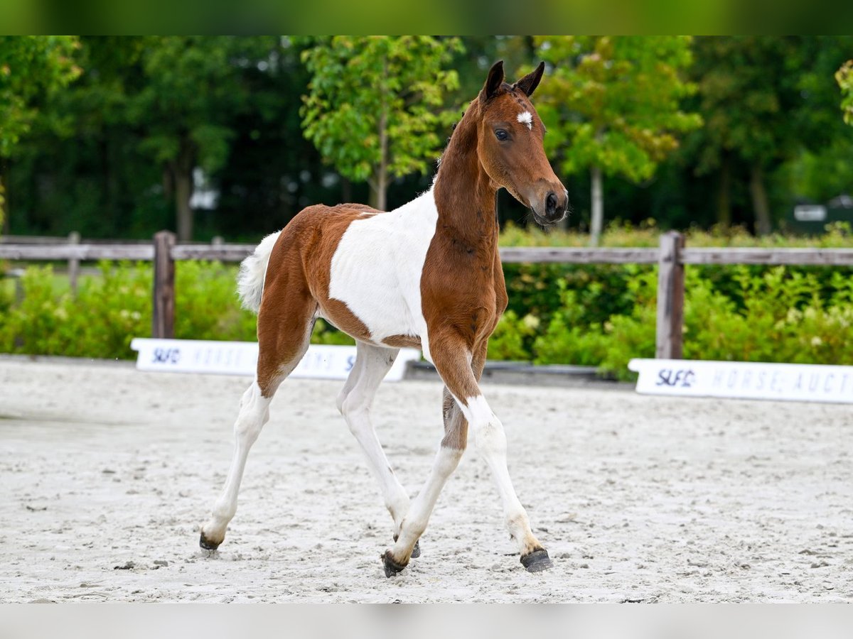 Belgian Warmblood Stallion Foal (04/2024) Pinto in Bladel