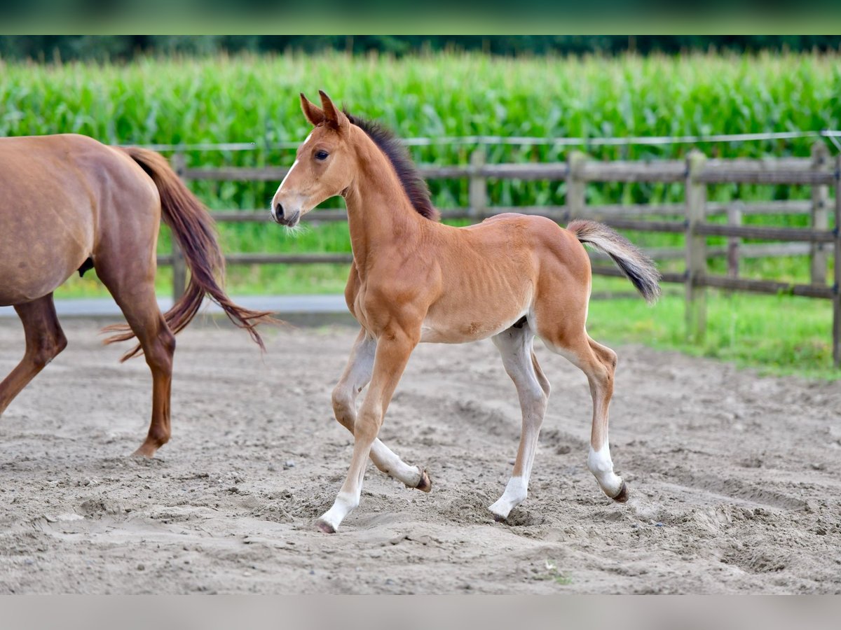 Belgian Warmblood Stallion Foal (06/2025) in Knesselare