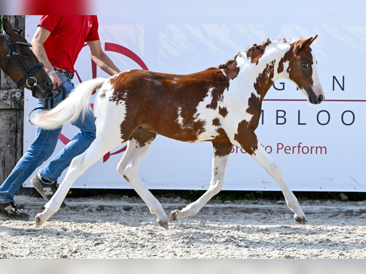 Belgian Warmblood Stallion Foal (05/2024) in Oud-Heverlee