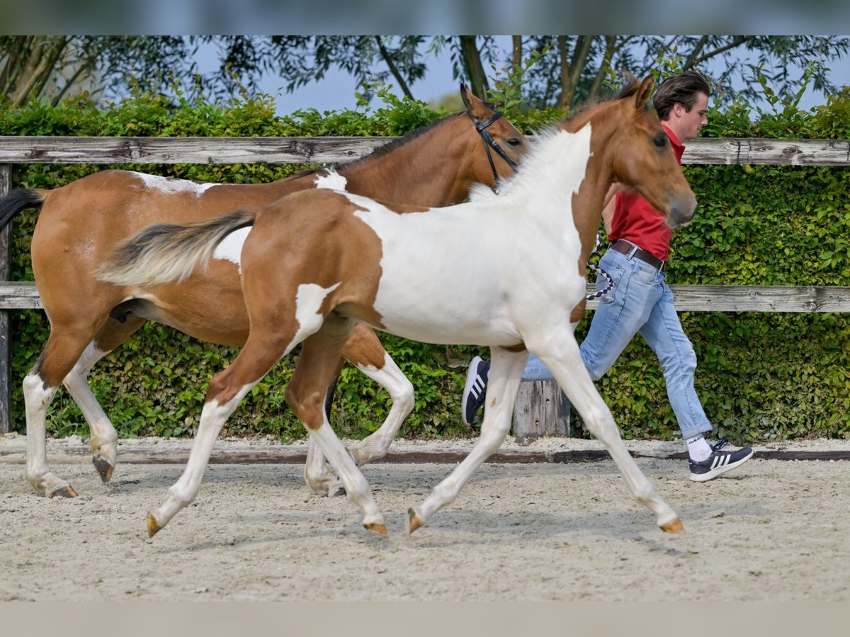 Belgian Warmblood Stallion Foal (04/2024) in Oud-Heverlee