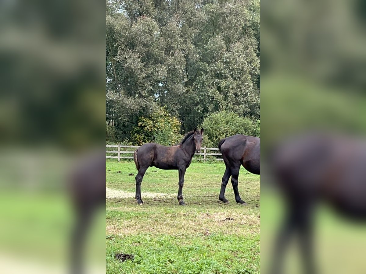 Belgian Warmblood Stallion Foal (06/2024) Smoky-Black in Laakdal