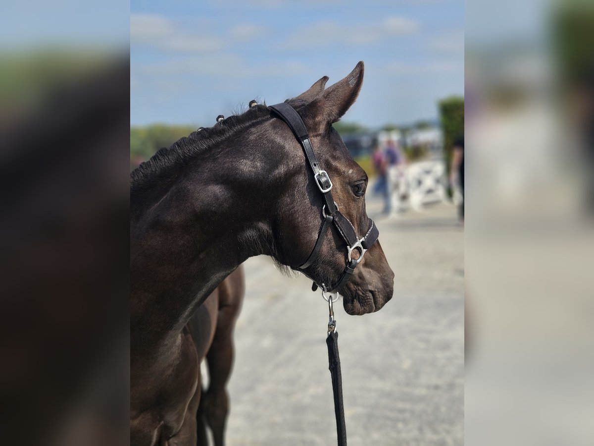 Belgian Warmblood Stallion Foal (05/2024) Smoky-Black in Putte