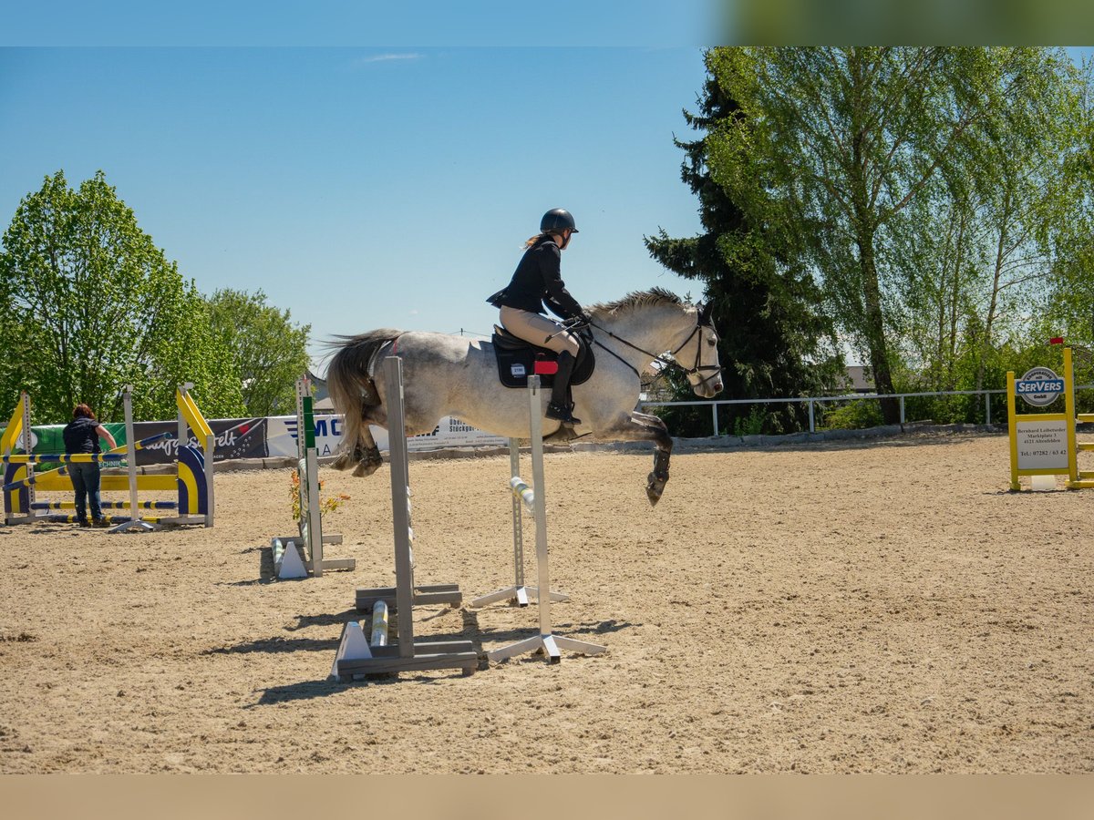 Belgijski koń gorącokrwisty Klacz 10 lat 163 cm Siwa jabłkowita in Unterrauchenödt